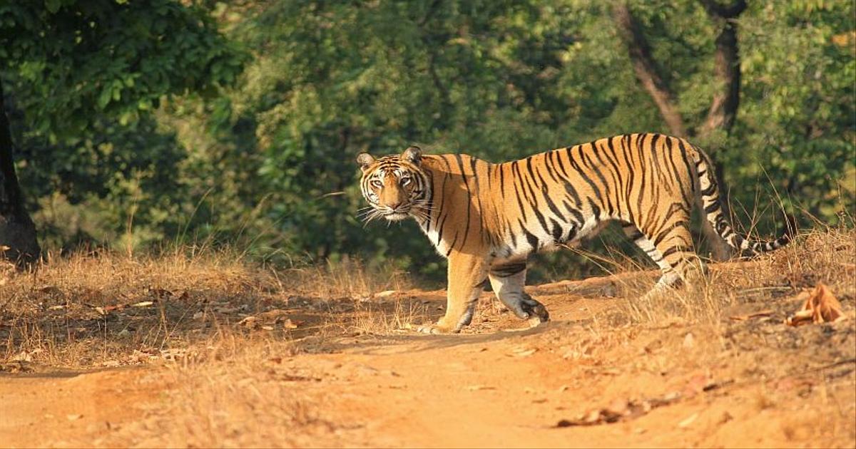 Indian Tiger Conservation | The Great Projects