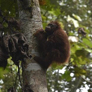 5 Orangutans Have Been Released Into The Wild At The Samboja Lestari Orangutan Project!