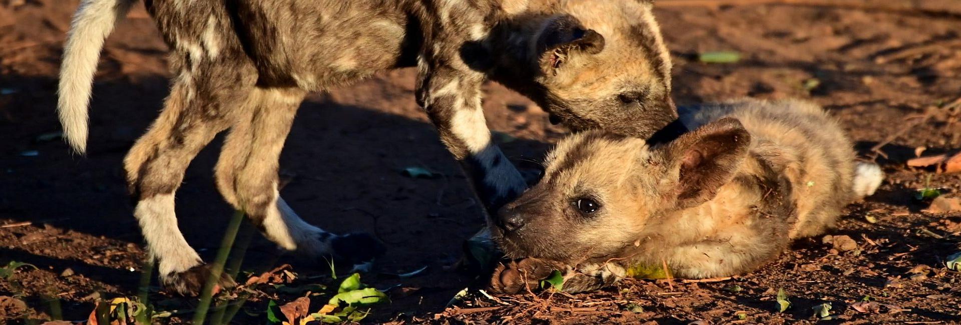Zululand’s Remarkable Painted Puppies Reared By Pack Males!