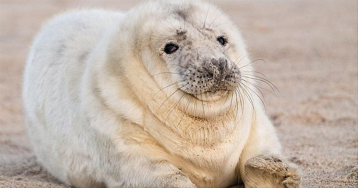 Our list of the top 8 unphotogenic animals | The Great Projects