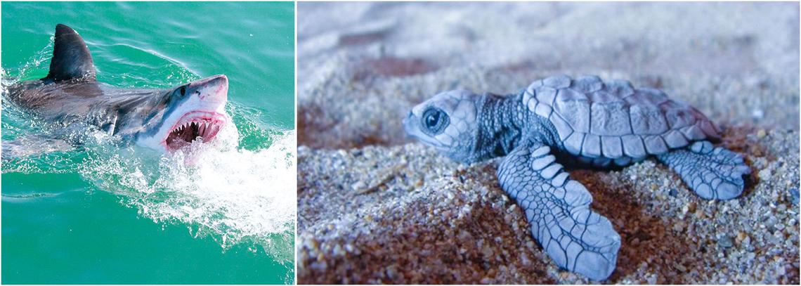 Marine Biology Volunteer The Great Projects marine-biology-volunteer-the-great-projects