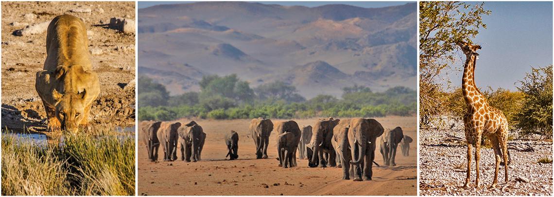 Desert Elephants in Namibia