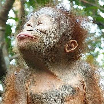 Our Top 8 Adorable Orangutans!