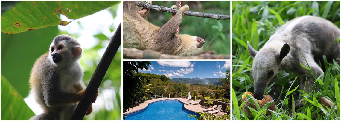Sloth Conservation And Wildlife Experience