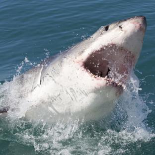 Great White Sharks - Top 5 Facts!