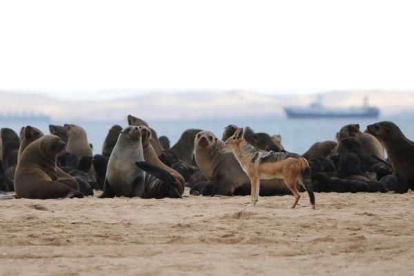 Seal Colony and a jackal in Swakopmund