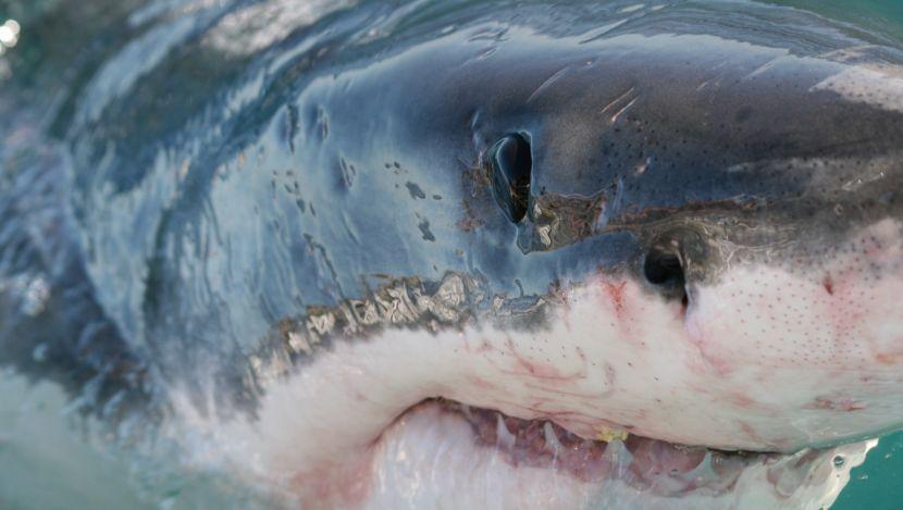 Update: The Great Whites Return To The Cape Waters Following Orca Attacks