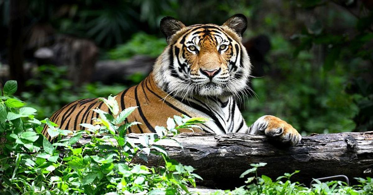 The hidden tale of a 3-legged tiger