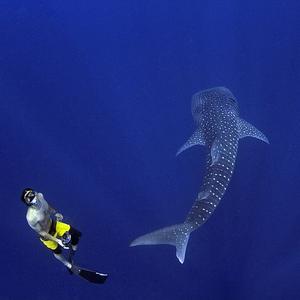 Whale Shark Research Project
