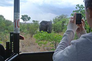 Elephant and Rhino Identification 