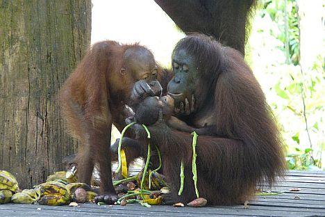 Orangutans at the Sepilok Orangutan Sanctuary