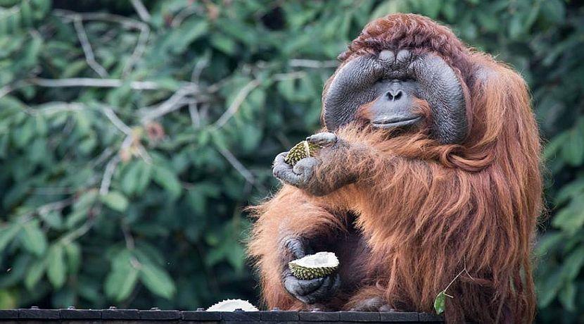 The Great Orangutan Project - What Will You Be Doing?