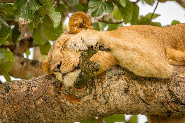 Tree Climbing Lion in Queen Elizabeth National Park