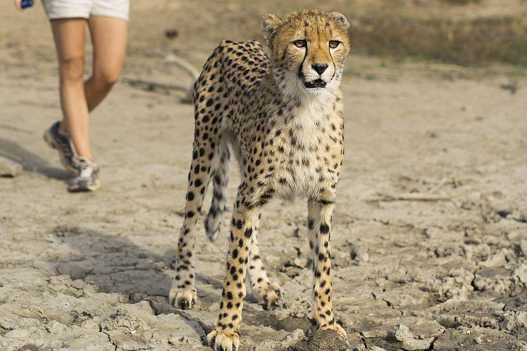 Cheetah Walk at the NAmibia Wildlife Sanctuary