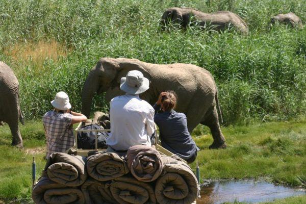 Elephant Tracking in Namibia