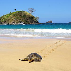 Costa Rica Turtle Conservation Experience