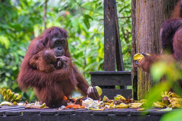 Orangutans at Sepilok Rehabilitation Centre