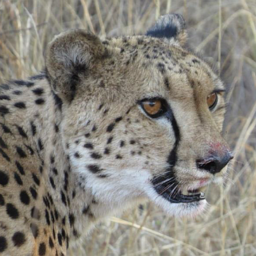 South Africa Wildlife Conservation Volunteer Askari Updates