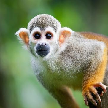 Our Top 5 Monkey Facts!