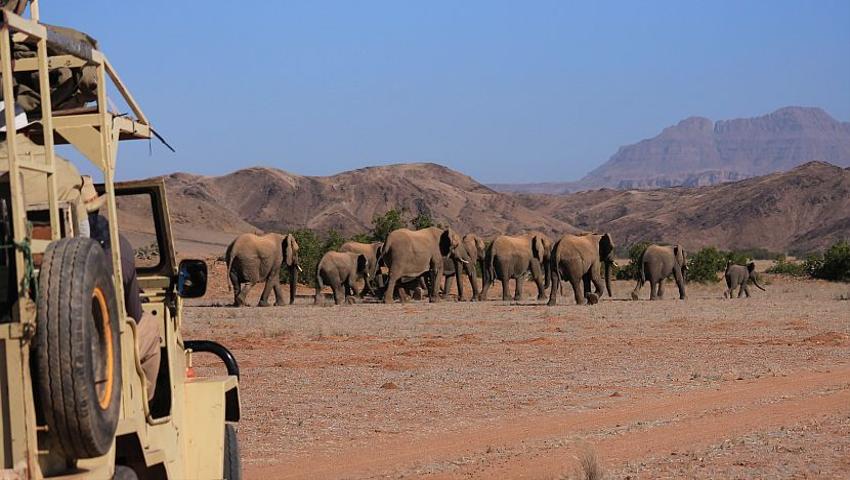 Elephant Volunteer Updates from Damaraland