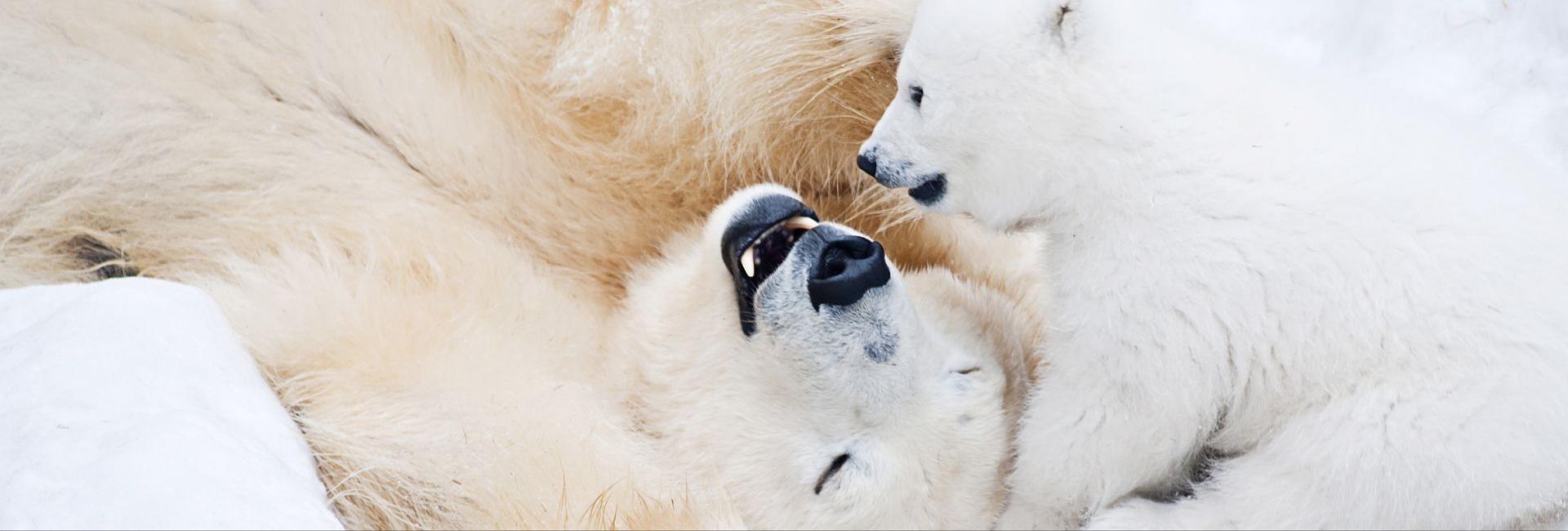 International Polar Bear Day  - See How You Could Make A Difference