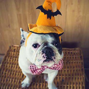 It's Almost Halloween - Take A Look At The Animals Ready To Celebrate!