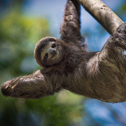Sloth Facts and other interesting information. | The Great Projects Sloth Facts and other interesting information. | The Great Projects