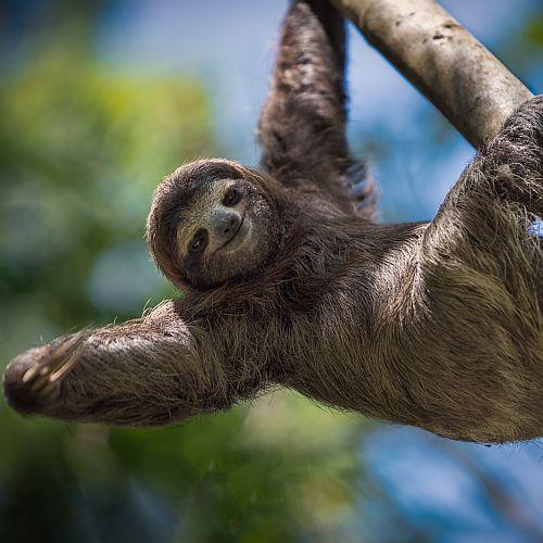 do sloths have tails