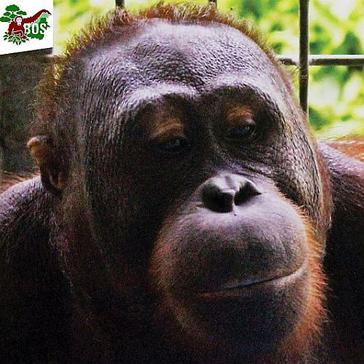 An Update From Samboja Lestari - 6 More Orangutans Released Into The Wild!