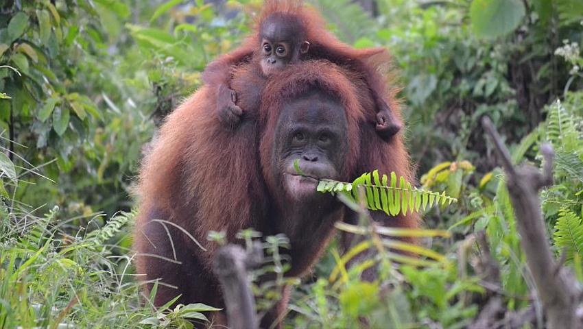 See What Our Volunteers Had To Say About Their Time At The Samboja Lestari Orangutan Sanctuary!