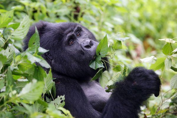 Gorilla in Bwindi Impenetrable Forest