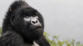 The Great Gorilla Project - Project Video 2023