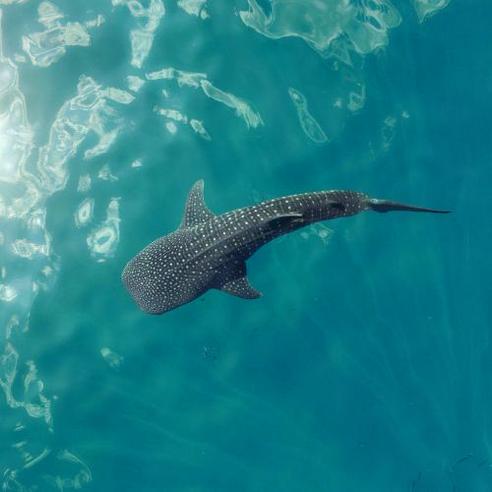 Mafia Island Whale Shark Conservation