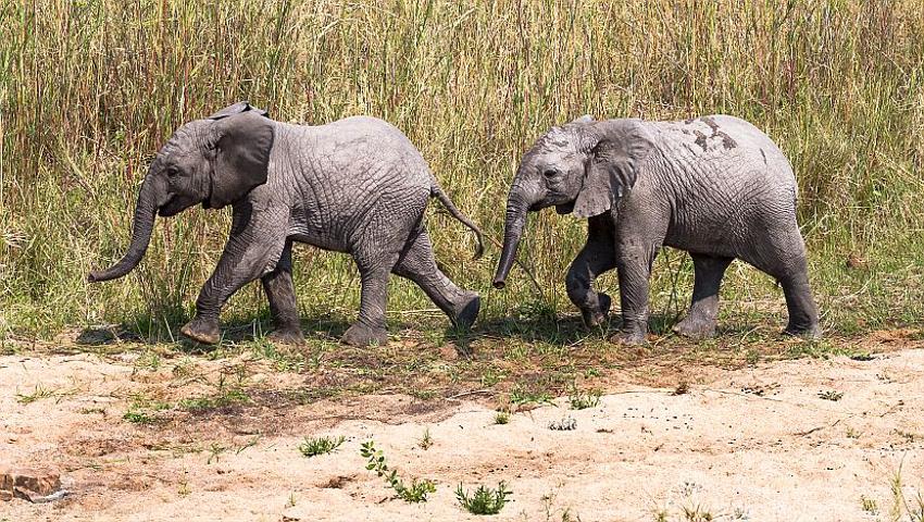 Just How Smart Are Elephants? 