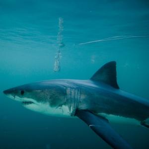 Update: The Great Whites Return To The Cape Waters Following Orca Attacks