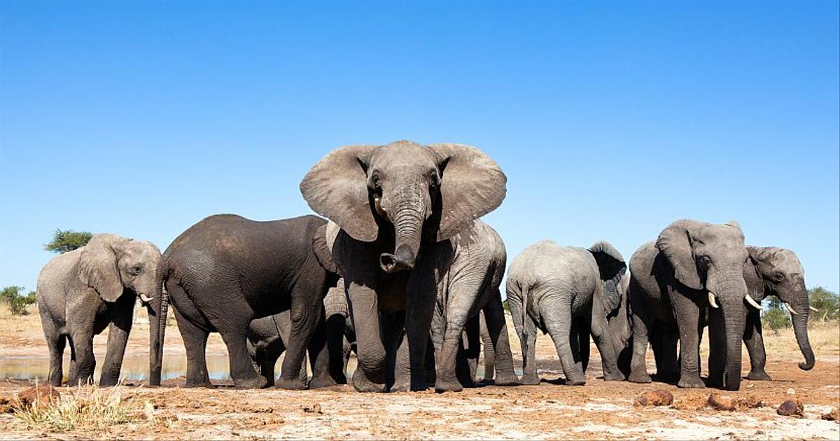 World Elephant Day 2016 - 100 Killed Per Day | The Great Projects