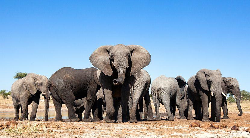 World Elephant Day 2016 - 100 Killed Each Day?