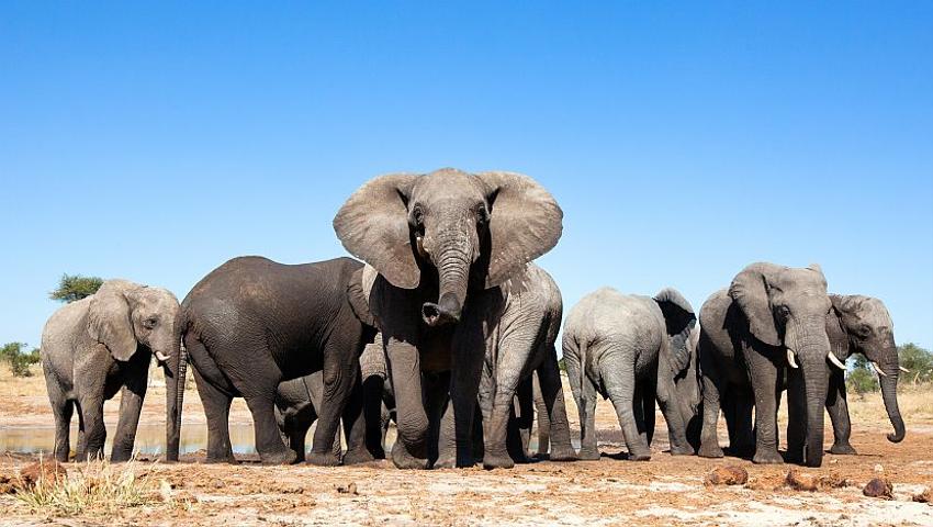 World Elephant Day 2016 - 100 Killed Each Day?
