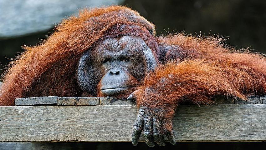 Our Top 8 Emotive Orangutans!