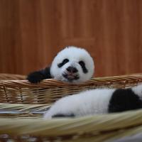 Check out these gorgeous photos from the Panda Volunteer Experience!