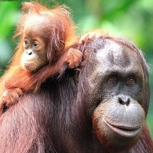 Malaysia Orangutan Experience 