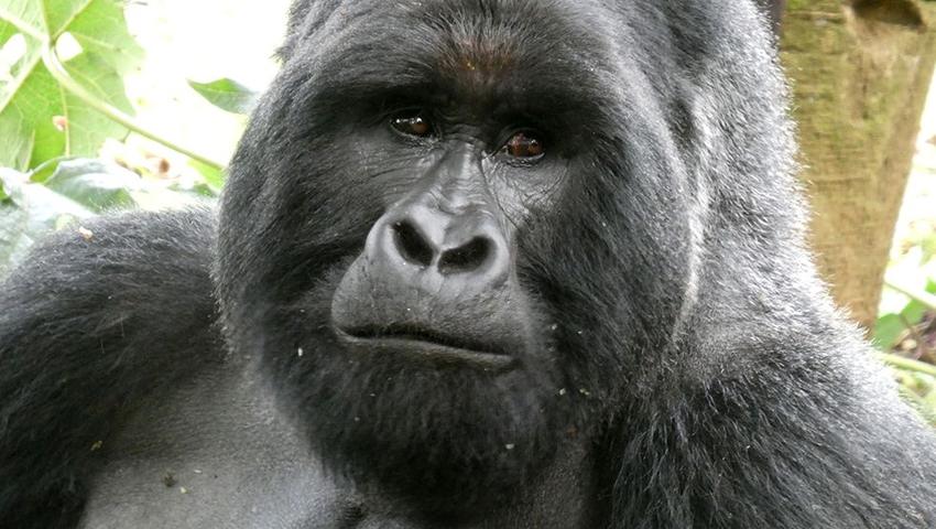 Kathy & Drew's Great Gorilla Experience