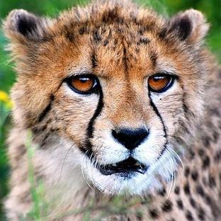 Look At The Cheetah Sanctuary In Namibia!