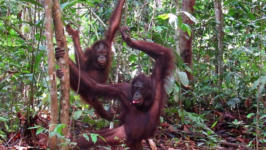 Long And Arief The Orangutans Have Been Spotted In The Wild - Mother And Adopted Son Are Doing Well!
