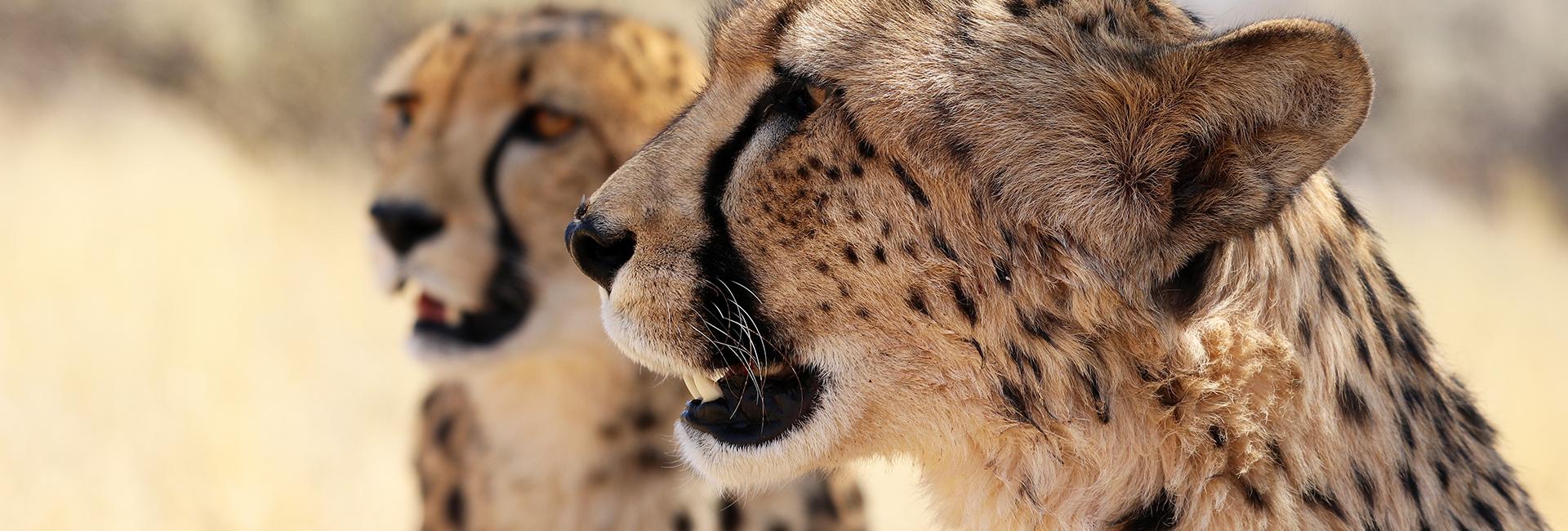 Cheetah Conservation 