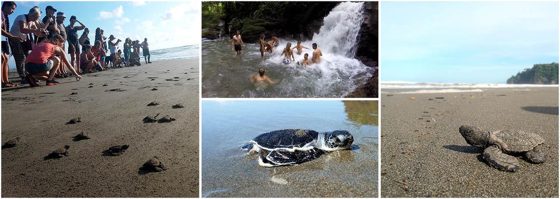Costa Rica Turtle Conservation Experience