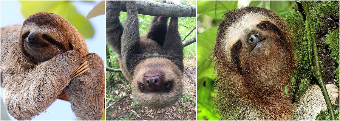 Working With Sloths