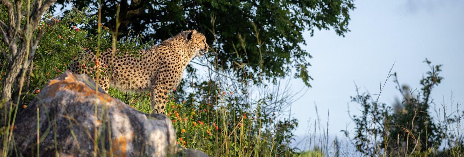 Two Rewilded Cheetahs, Two Years On - A Remarkable Rewilding Story