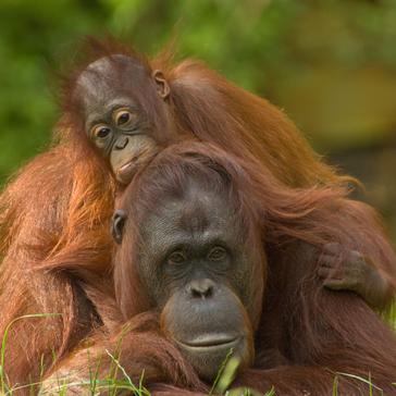 Nature's Best Mothers - Elephants To Orangutans, Take A Look At Natures Supermums!
