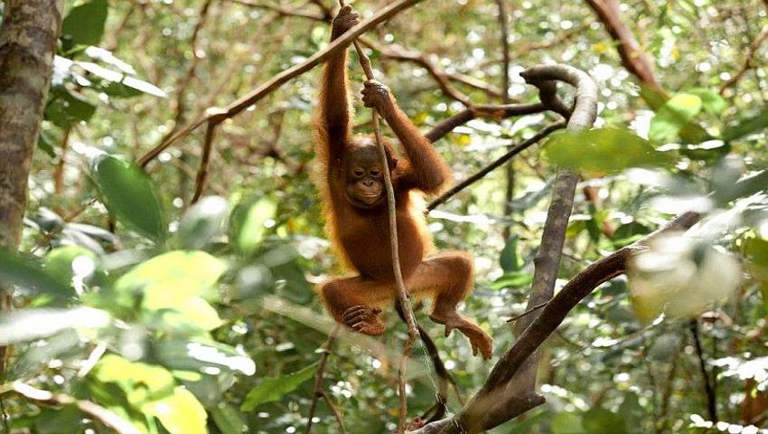 Be an Orangutan Sanctuary Volunteer